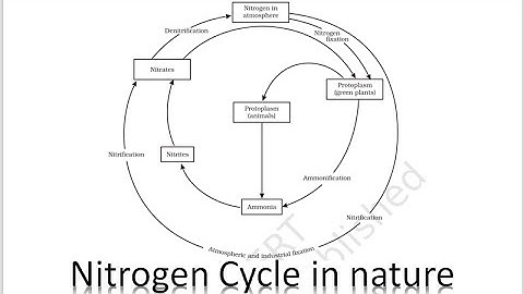 | CLASS 9 | SCIENCE | CHAPTER 14 | NATURAL RESOURCES | NITROGEN CYCLE |