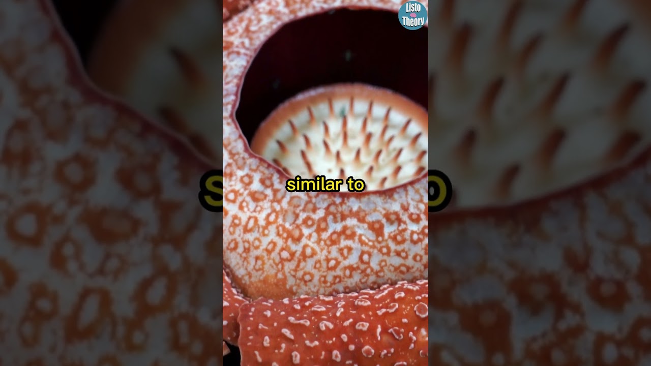 Facts About The Corpse Flower