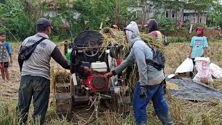 Mesin Rontog / Mesin Rontok ( Mesin Pemisah Bulir Padi ) Panen Raya