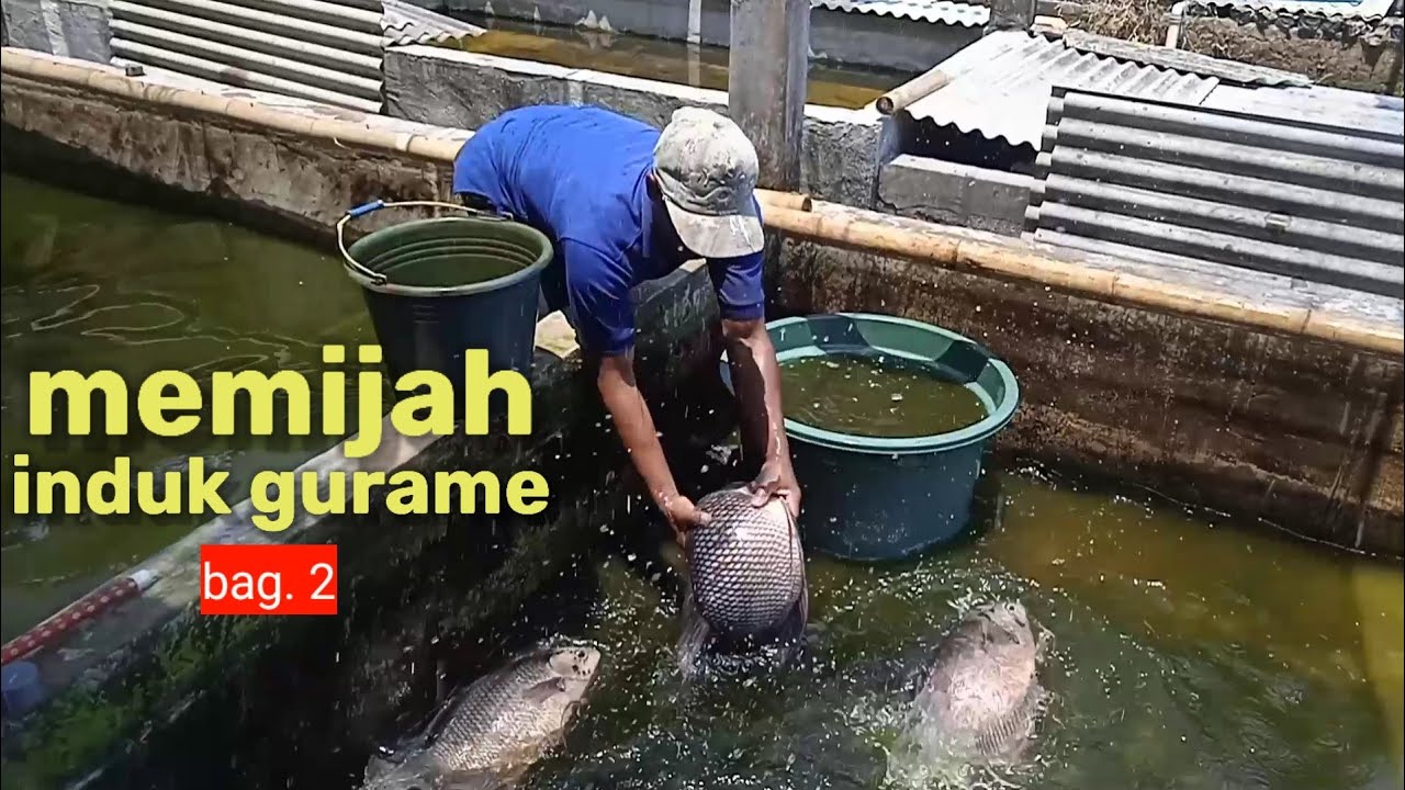 MEMIJAH INDUK GURAME Bag. 2
