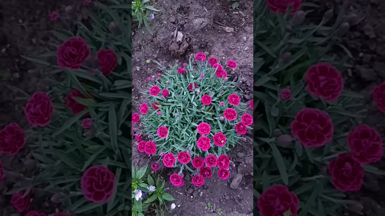 Многолетняя гвоздика