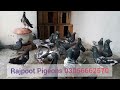 My loft rajpoot pigeons 03056662570 