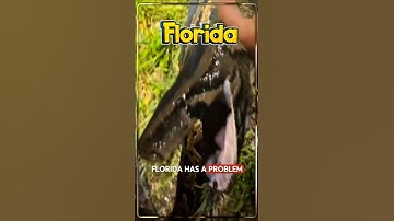 Florida has a problem with Pythons #florida #usa #america #shortsfeed #shorts #viral #shortvideo