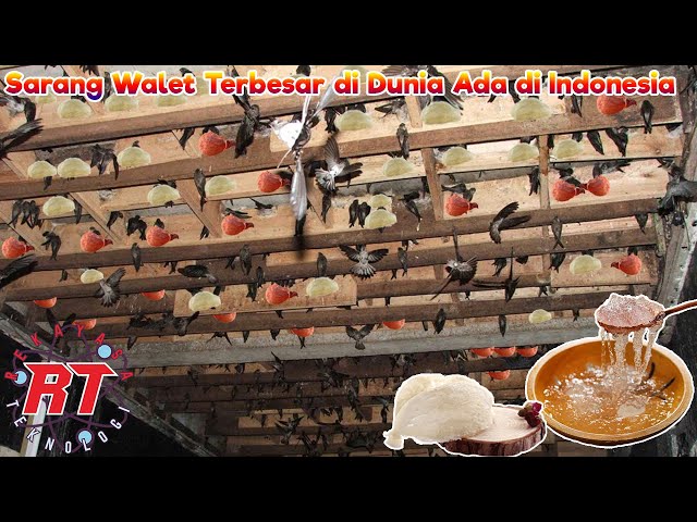 Modern Indonesian Swallow Farm | Edible Bird's Nest Farming Process class=