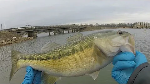 Lake Norman Davidson creek winter fishing
