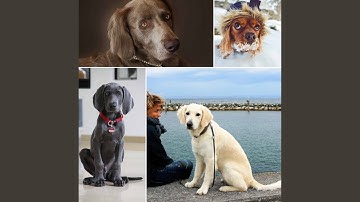 Pulsating Moods for Dog Relaxation Hours