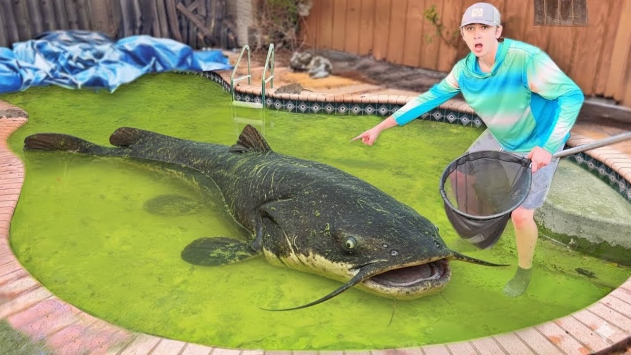 Nggak Nyangka! Kolam Terbengkalai Ini Penuh Ikan Akuarium!