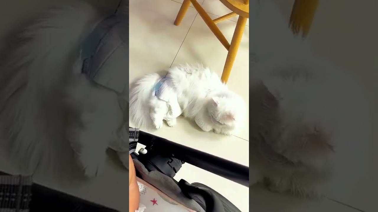 Put diapers on your little pet