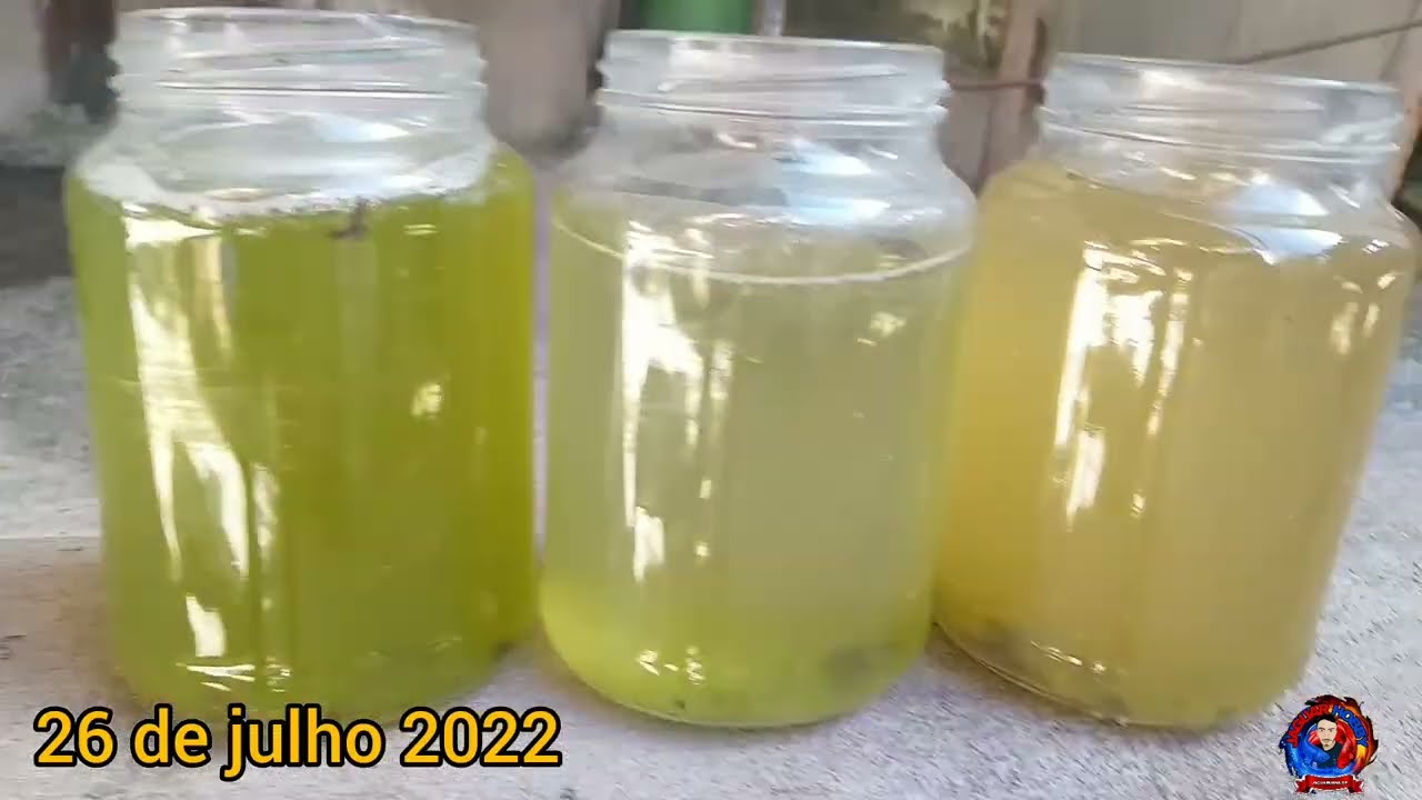 COMO CULTIVAR ÁGUA VERDE DO ZERO