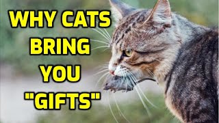 Why Do Cats Bring Home Dead Animals? Wealth