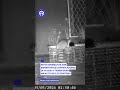 Vecinos de la Álvaro Obregón reportan presencia de cacomixtles en zonas altas de la alcaldía