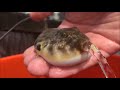 Puffer fish succ