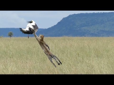 Unsichtbarer lautloser Jäger und auf Bäume kletternde Katze in einem - der Leopard in aktion