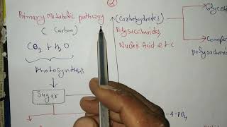 Introduction of Basic Metabolic Pathway