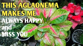 Aglaonema Anindi Last Variety At The End Of 2023