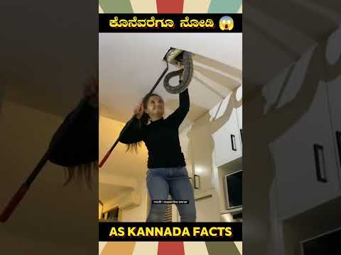A Girl Rescued A Snake Fact | #kannada #facts #karnataka #amazing #youtubeshorts #trendingshorts