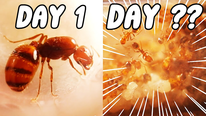 I Kept Fire Ants For 100 Days.. THIS Happened