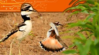 Baby Killdeer Running Around and A Mother Pretending to be Injured