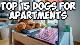 TOP 15 DOGS FOR SMALL HOUSE / TOP 15 DOGS FOR APARTMENTS  | NIRU'S PET ZONE by Niru's Petzone 91 views 3 years ago 2 minutes, 44 seconds