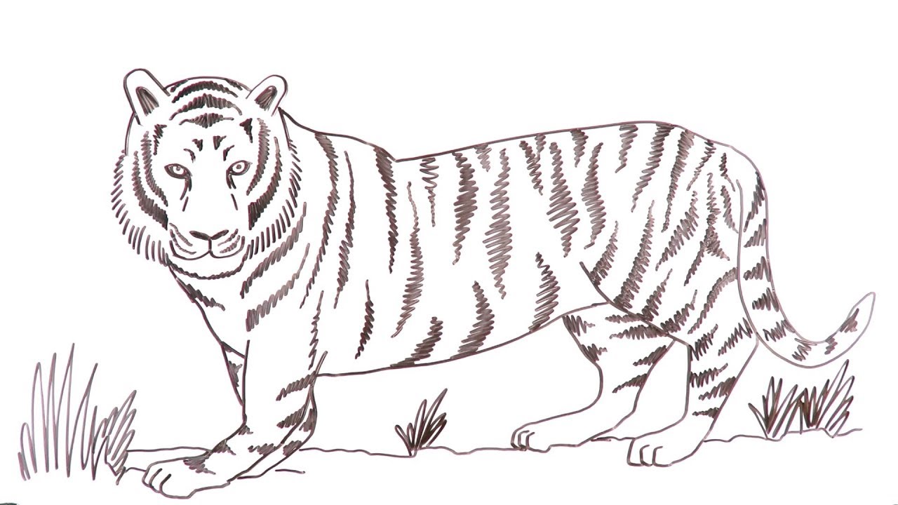 How to draw a tiger. 