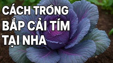 Tôi Đã Trồng Bắp Cải Tím Như Thế Nào? | Chia Sẻ Kinh Nghiệm Thật Sau 2 Tháng 🌿