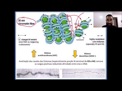 Vídeo: CHROMATIX: Computando O Cenário Funcional Das Interações Da Cromatina De Muitos Corpos Em Locos Transcricionalmente Ativos A Partir De Células únicas Não Envolvidas