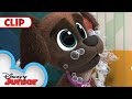 Family Pet Picture Day | Puppy Dog Pals | @Disney Junior