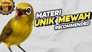 🔴 LIVE Masteran Pleci Tembakan Unik Dan Mewah !!!