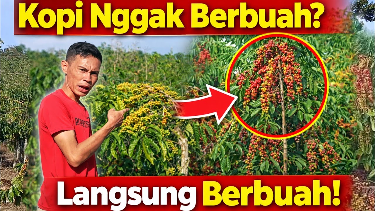 Kopi Nggak Berbuah? Cuma Cara Ini bikin, langsung Berubah! lebat