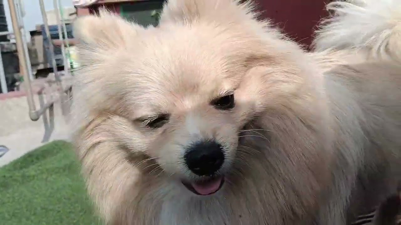 Romeo flat on my Zoya 😂🧿🥰