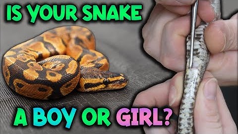How to Sex your Snake: Visually, Popping, and Probing!