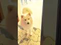 飼い主の浮気現場を見てしまった犬