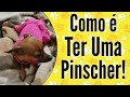 COMO É TER UMA PINSCHER