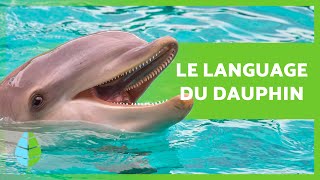 Comment Les Dauphins Communiquent Entre Eux ? Signes Et Sons