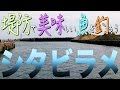 堤防で美味しい魚を釣ろう！ チョイ投げで舌平目 Fishing & Cooking.
