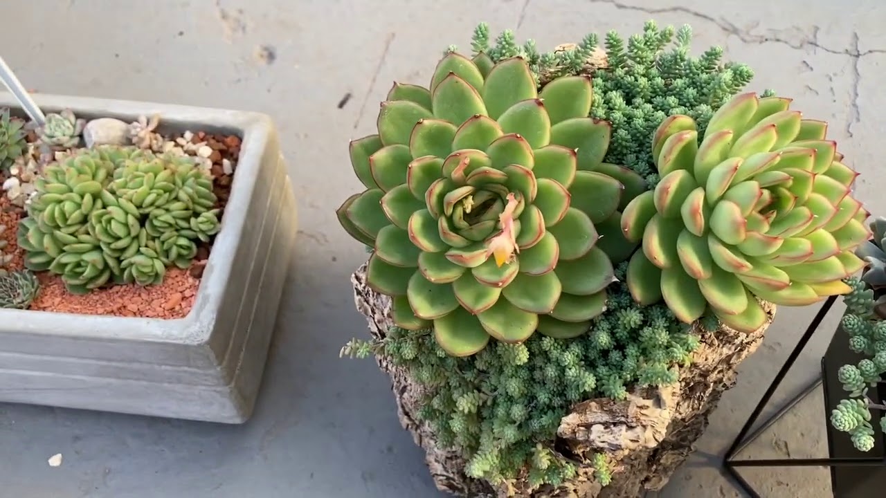 PARECE MAS NÃO É #11 🌿 SEDUM DASYPHYLLUM MINOR X MAJOR