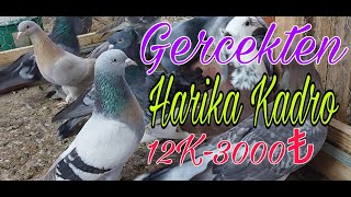 Gercekten Harika Oyun Kuşları