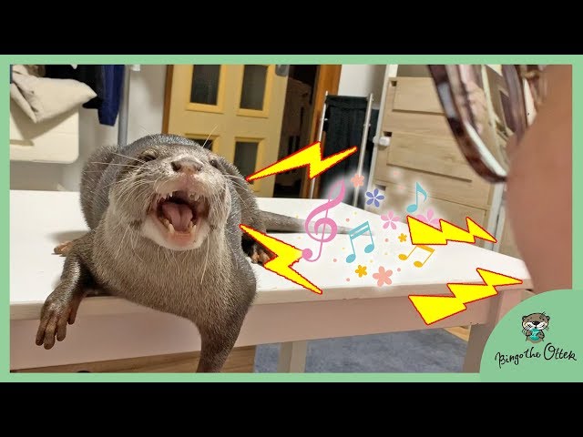 カワウソビンゴとママが共鳴した/Otter Bingo and mama sing in harmony