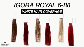 IGORA ROYAL Coverage on Dark to Light Hair - YouTube