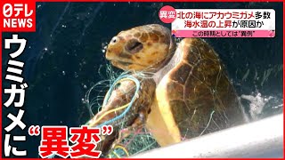 【アカウミガメ】海水温“上昇”で北海道に  産卵場所も“激減”で…