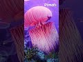 Subnautica — through the lens on the Pimax Crystal Super 50 PPD QLED
