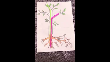 ¿Qué es la savia y la función en la planta?