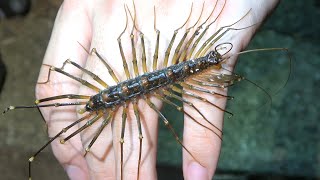 ありえないほど巨大なゲジゲジが体を這い回って発狂 Youtube