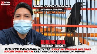 DITUKER Kawasaki KLX 150, ANAK INI ENGGAN MELEPAS KACER DADA HITAM KESAYANGANNYA KARIMUN JAWA😱