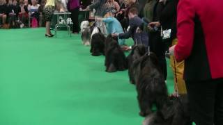 Tibetan Terrier in Crufts 2017