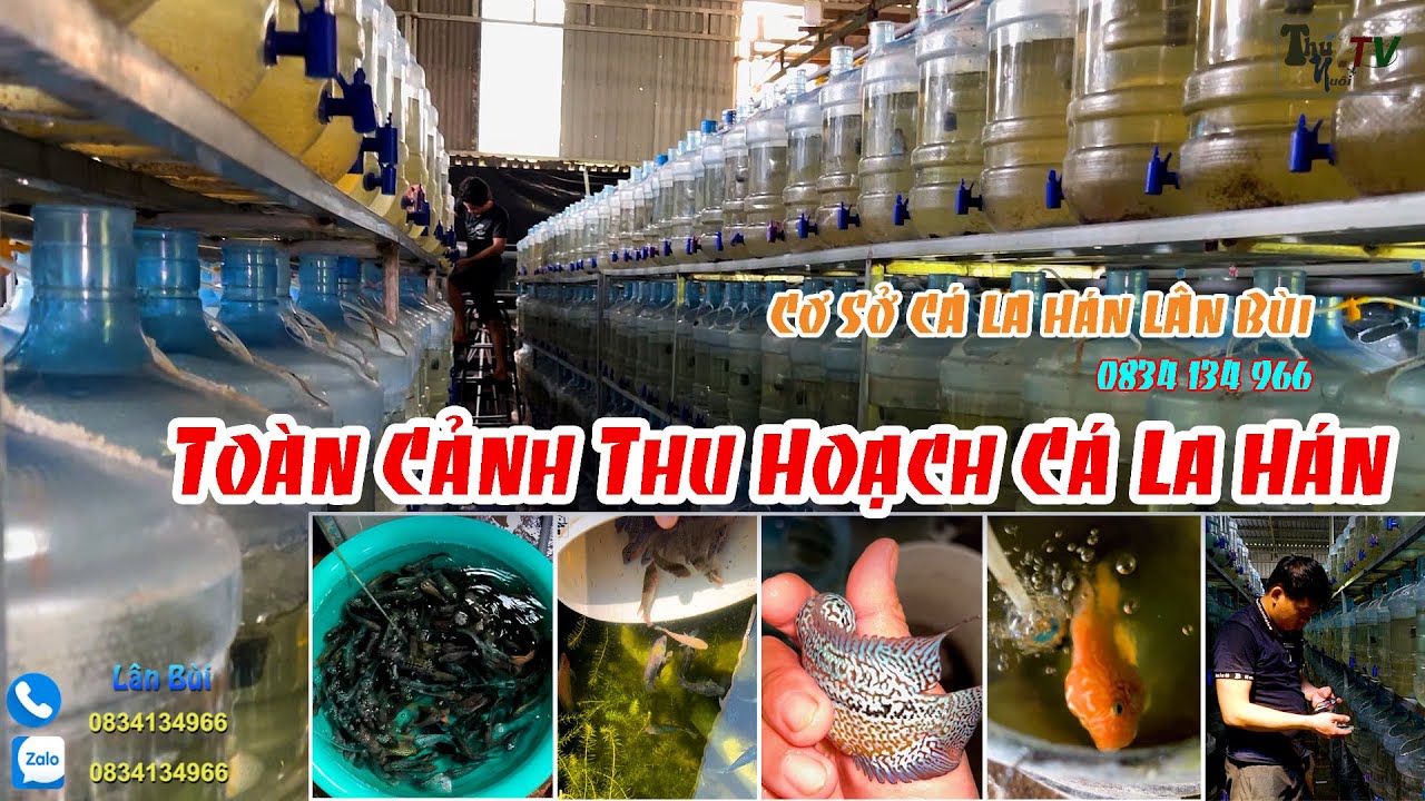 Toàn Cảnh Thu Hoạch Cá La Hán | Cơ Sở Cá La Hán Lân Bùi | 0834 134 966