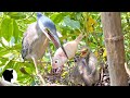 PREPARING FISH FOR HERON BREEDS 