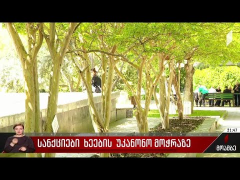 სანქციები ხეების უკანონო მოჭრაზე