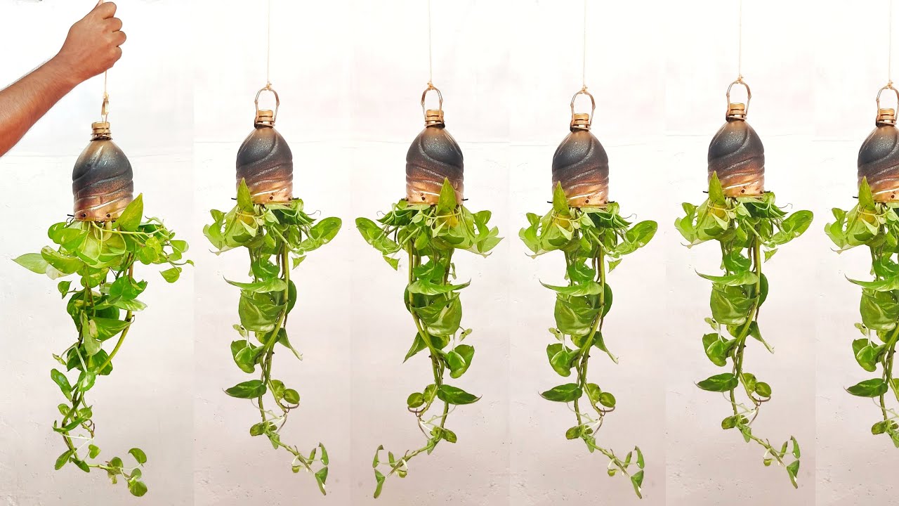 New Way to Grow Money Plant /Hanging Money plant /Money plant Vine