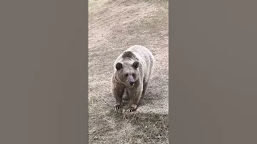 Majestic Brown Bear At The Zoo 